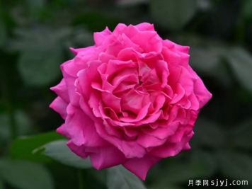 纳波湾月季
