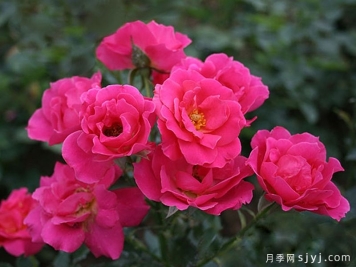 柔情似水月季