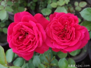 首善之花月季