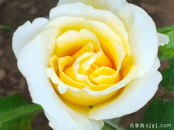 海坨之声月季