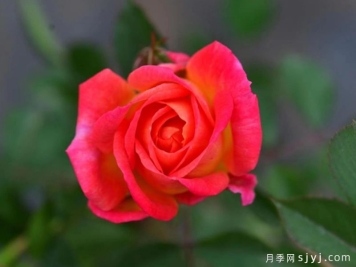 鸣鸣月季