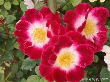 旭日月季