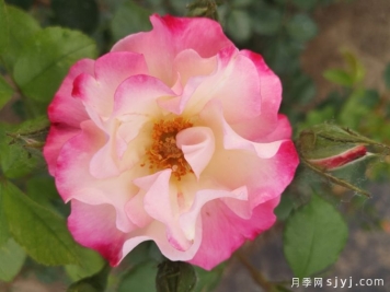 阳春白雪月季