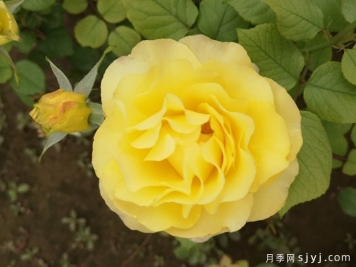 金色纳波月季