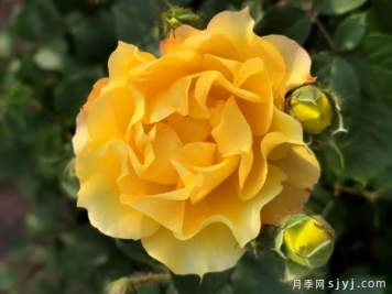 金色纳波湾月季