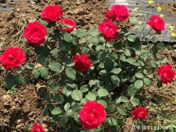 红莲舞月季