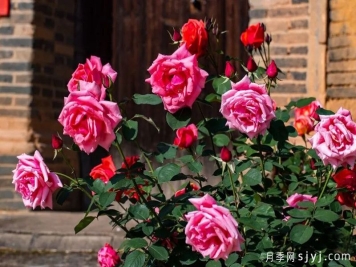 福建松溪：月季盛开靓化乡村