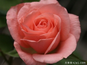芙蓉芳华月季