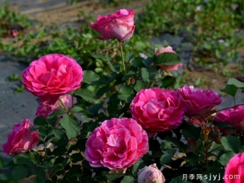 伊人醉月季