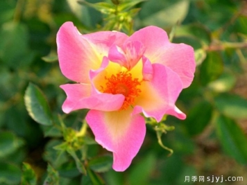 幻蝶月季