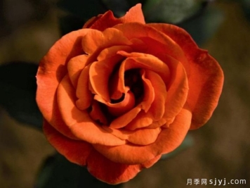海螺月季