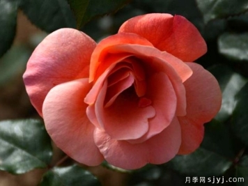 且听风月季