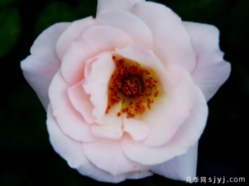 夏雪斑斓月季