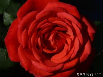 迷离星际月季