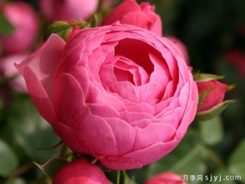 艾拉绒球月季Pomponella
