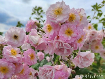 粉团蔷薇