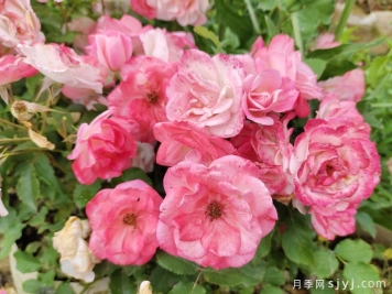 藤本樱霞月季Sakuragasumi