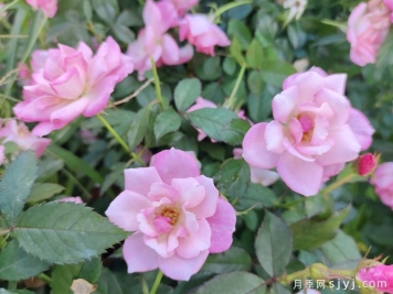 樱霞月季Sakuragasumi