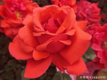 绯扇月季/菲扇Hiogi