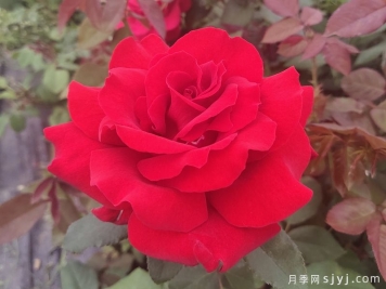 梅朗口红月季/梅郎口红Rouge