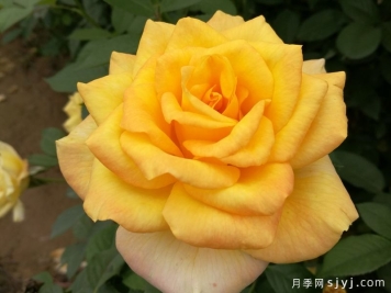 金奖章月季Gold Medal