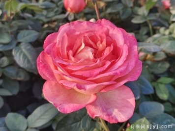 彩云月季Saiun