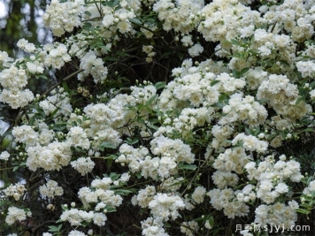 白木香蔷薇