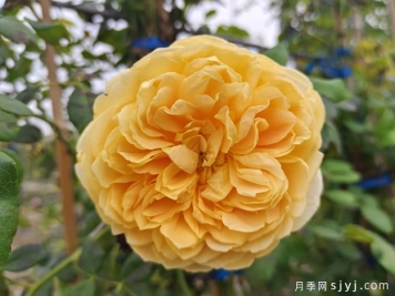 黄金庆典月季/金色庆典Golden Celebration