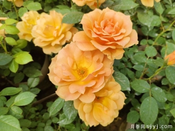 黄从容月季/黄丛蓉Yellow Leisure Liness