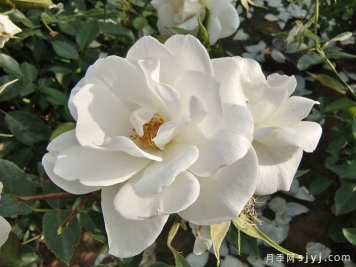 冰山月季Ice Berg