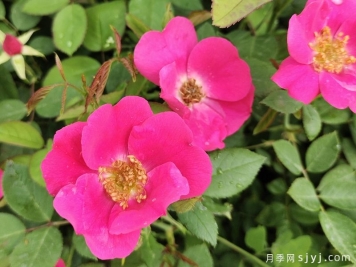 小桃红月季Marjorie Fair