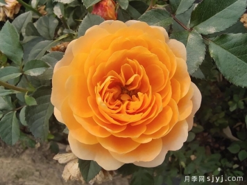 果汁阳台月季Juicy Terrazza