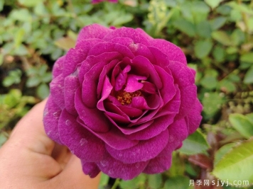 比利时月季/密涅瓦月季Minerv