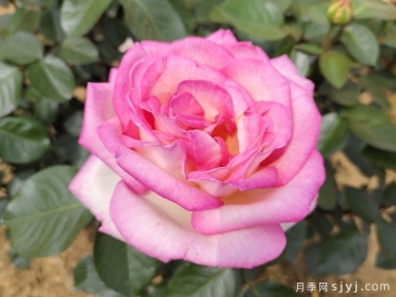 摩纳哥公主月季Princesse de Monaco