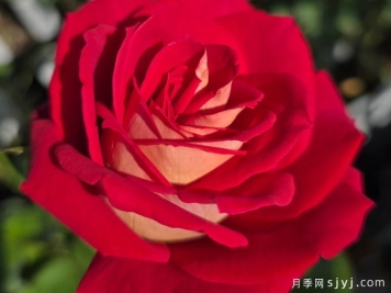 希望月季/吉普赛狂欢节Kibou