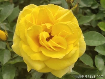 金凤凰月季Golden Scepter