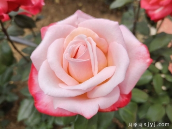丹顶月季Tan Cho