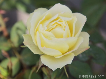 绿野月季