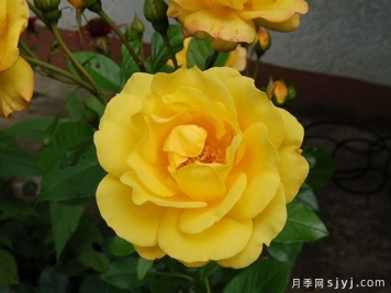 金玛丽月季/金玛莉月季Goldmarie