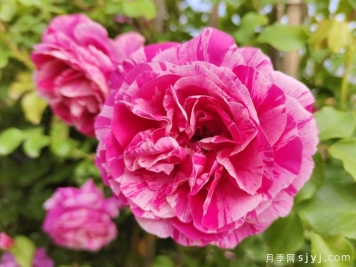 伊蕾莎斯特月季/依蕾莎丝特/克利伯条纹Ines Sastre