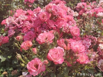 粉柯斯特月季/粉科斯特月季Pink Margo Koster