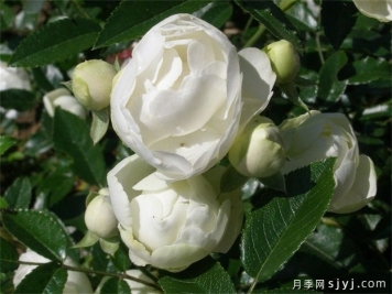 白柯斯特月季/白科斯特月季White Koster