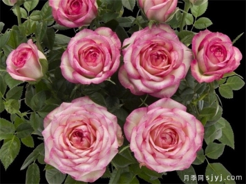 旋转木马月季/旋转木马柯德娜月季Carousel Kordana