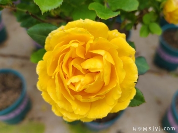 金丝雀月季/富贵金丝鸟月季Canary