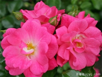 梅郎珍珠月季/梅朗珍珠Palmengarten Frankf