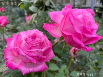 桃灼蓝天月季