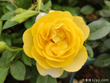 黄果汁月季/黄色果汁阳台/柠檬果汁