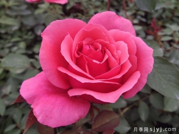 分享10种大花月季品种，开花鲜艳，香味清新
