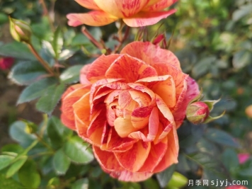 果汁飞溅月季