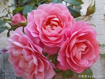芳香王阳台月季/香香公主/蜜桃果汁Fragrance King Terrazza